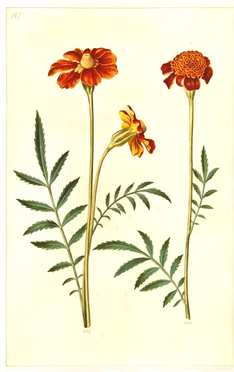 Tagetes patula (rácsos bársonyvirág) alkotó: Hans Simon Holtzbecker