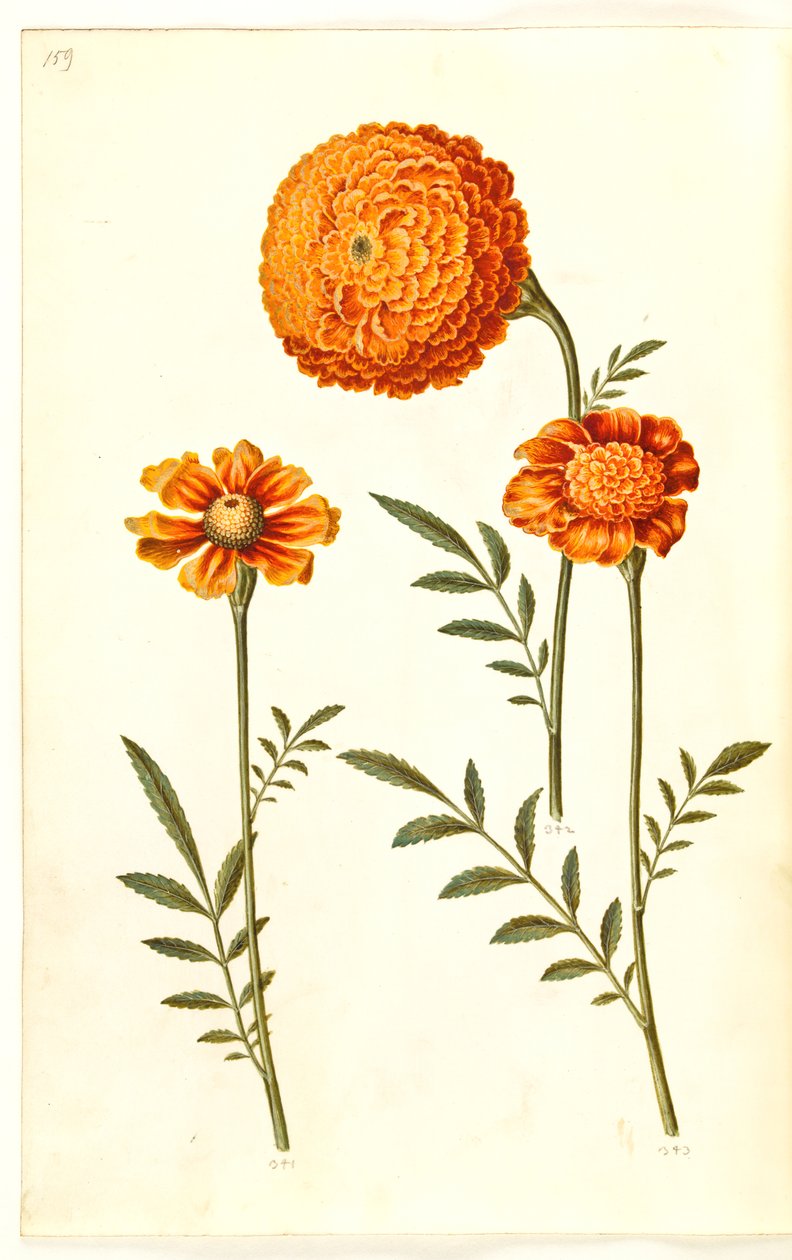 Tagetes patula (rácsos bársonyvirág) alkotó: Hans Simon Holtzbecker