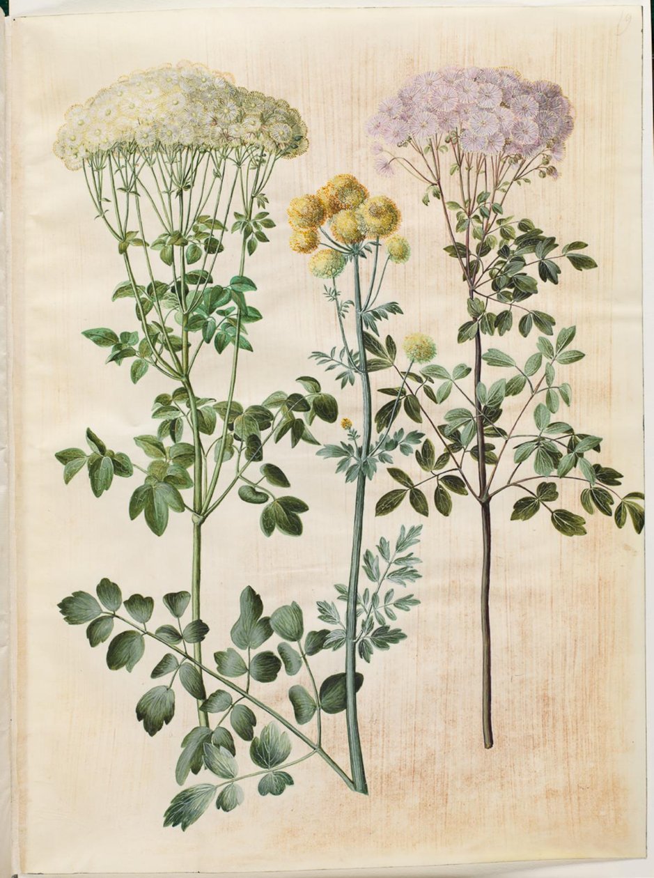 Thalictrum aquilegiifolium (columbine magcsillag); Thalictrum flavum (sárga magcsillag) alkotó: Hans Simon Holtzbecker