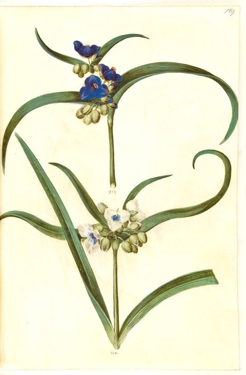 Tradescantia virginiana eller Tradescantia ohiensis (?) (blomsterjøde) alkotó: Hans Simon Holtzbecker