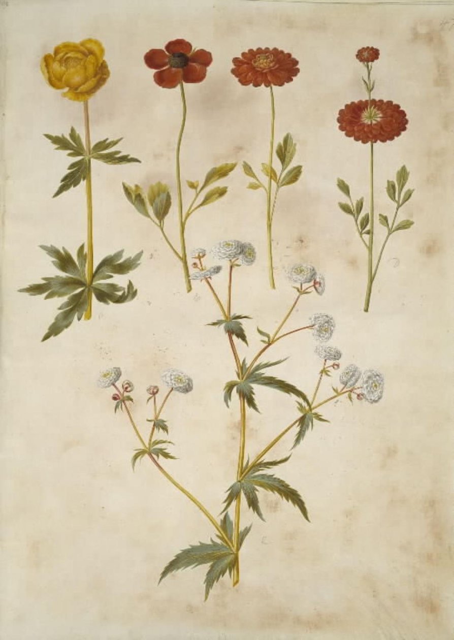Trollius europaeus (európai réti szilva); Ranunculus asiaticus (kerti boglárka); Ranunculus aconitifolius (ezüstgombos boglárka) alkotó: Hans Simon Holtzbecker