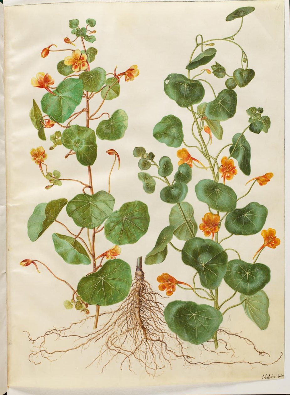 Tropaeolum minus (kis virágos zsázsa) alkotó: Hans Simon Holtzbecker