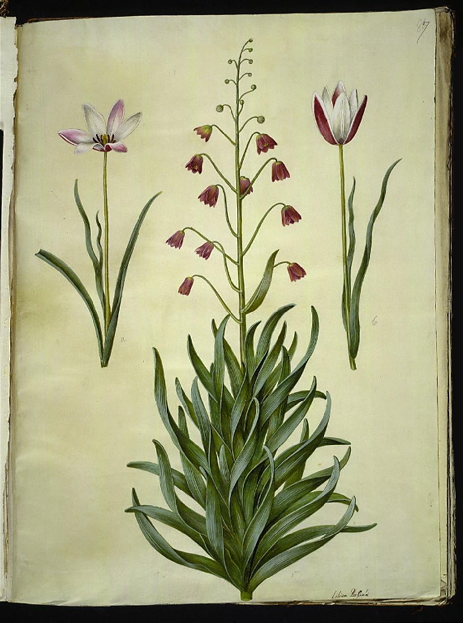 Tulipa clusiana (clusius-tulipán); Fritillaria persica (persisk fritillaria) alkotó: Hans Simon Holtzbecker