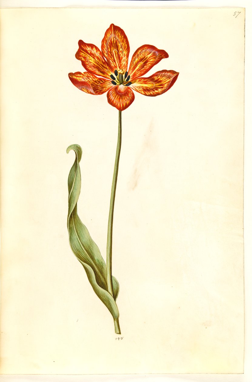 Tulipa gesneriana (have-tulipán) alkotó: Hans Simon Holtzbecker