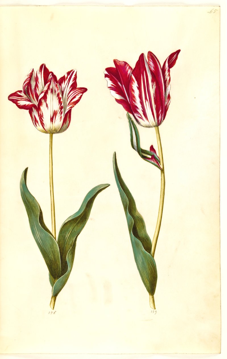 Tulipa gesneriana (have-tulipán) alkotó: Hans Simon Holtzbecker