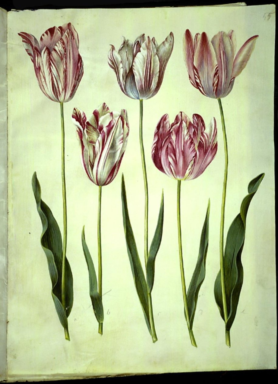 Tulipa gesneriana (have-tulipán) alkotó: Hans Simon Holtzbecker