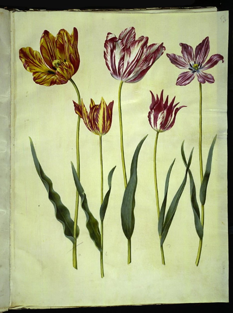 Tulipa gesneriana (have-tulipán) alkotó: Hans Simon Holtzbecker