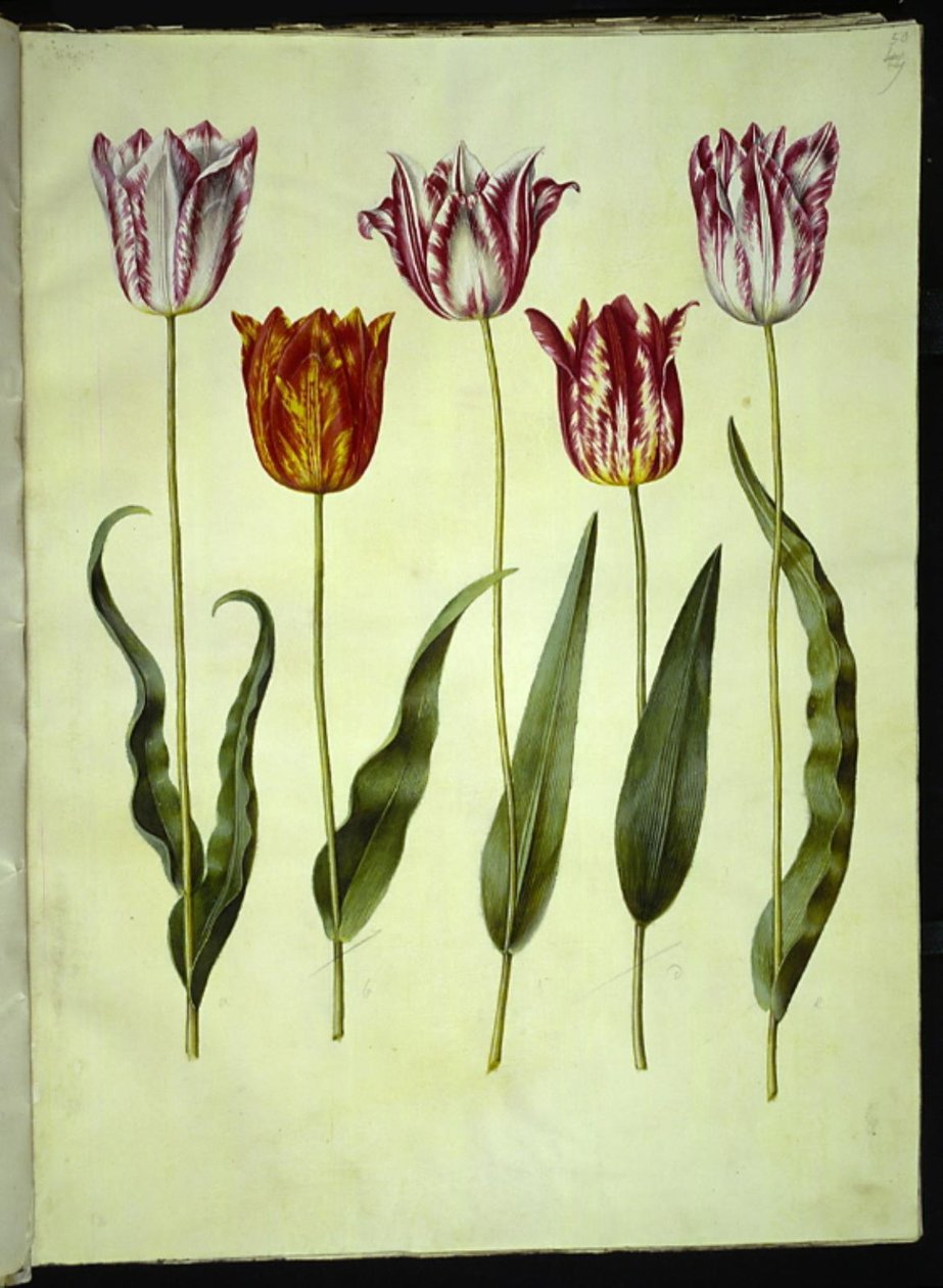 Tulipa gesneriana (have-tulipán) alkotó: Hans Simon Holtzbecker