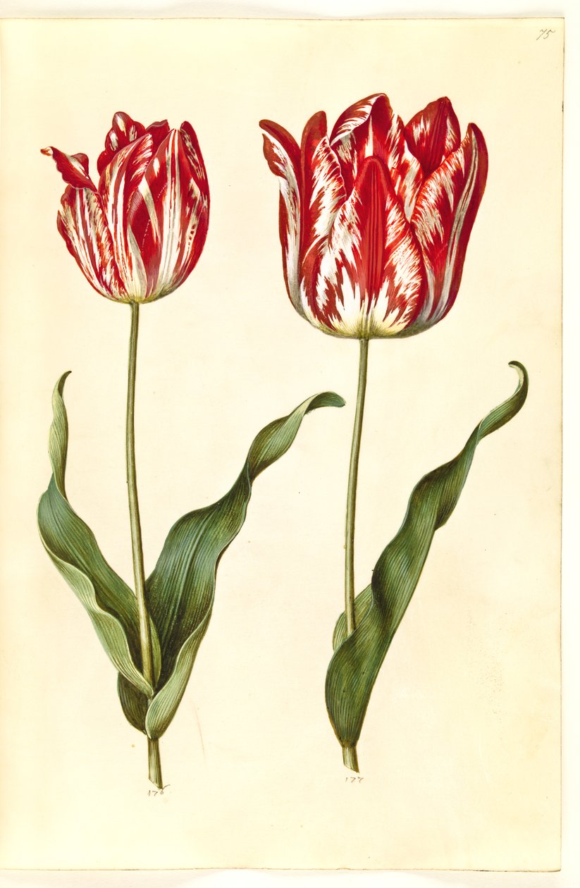 Tulipa gesneriana (have-tulipán) alkotó: Hans Simon Holtzbecker