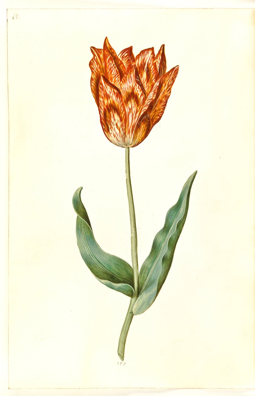 Tulipa gesneriana (have-tulipán) alkotó: Hans Simon Holtzbecker