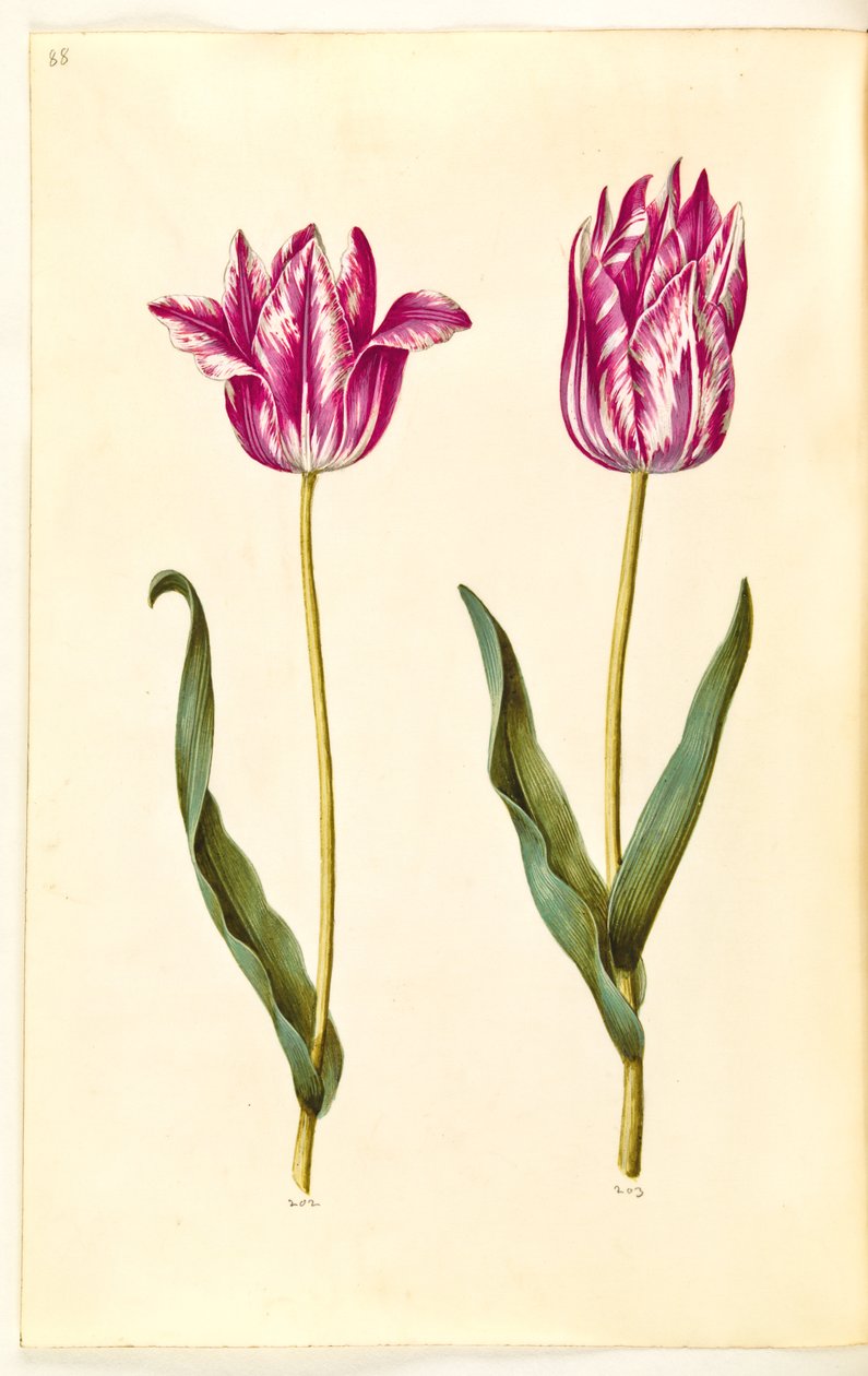 Tulipa gesneriana (have-tulipán) alkotó: Hans Simon Holtzbecker