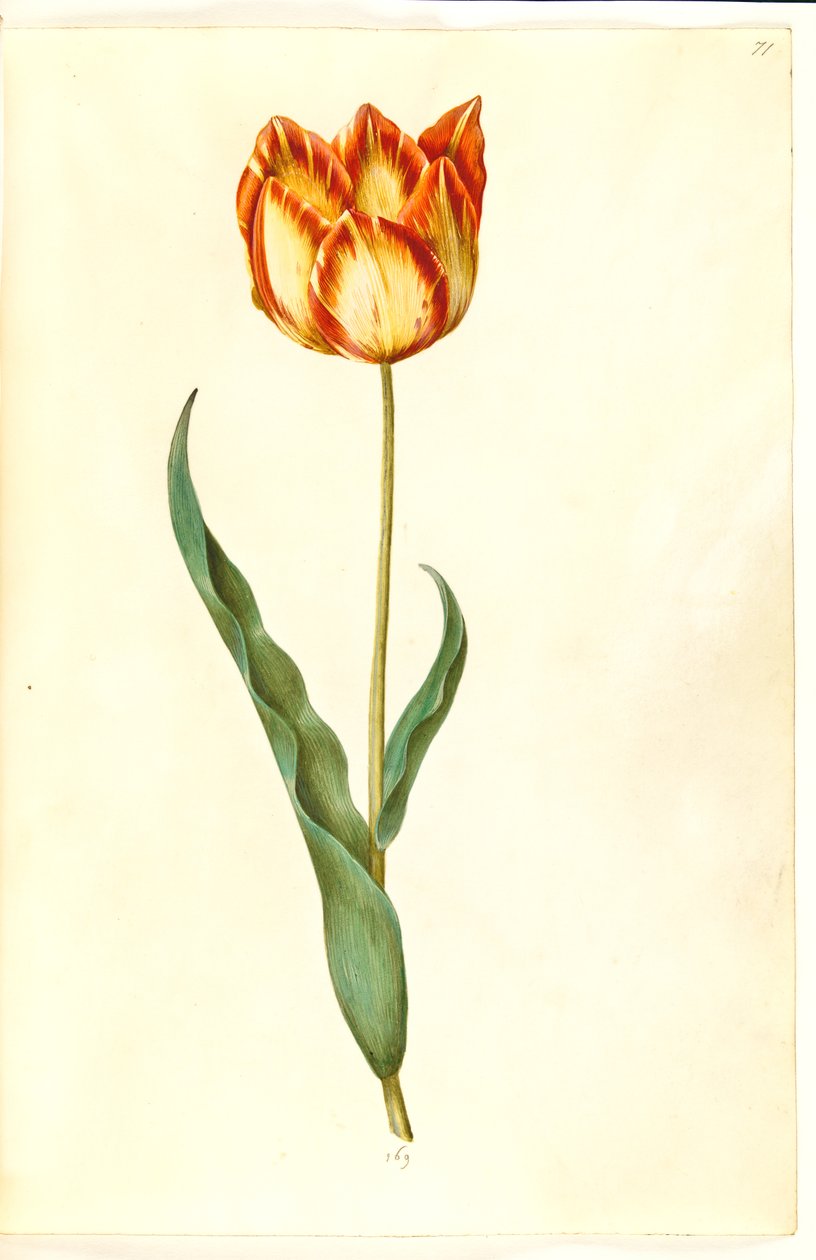 Tulipa gesneriana (have-tulipán) alkotó: Hans Simon Holtzbecker