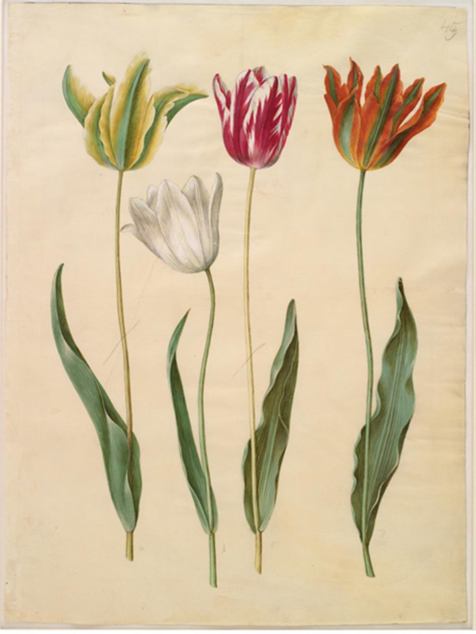 Tulipa gesneriana (have-tulipán) alkotó: Hans Simon Holtzbecker