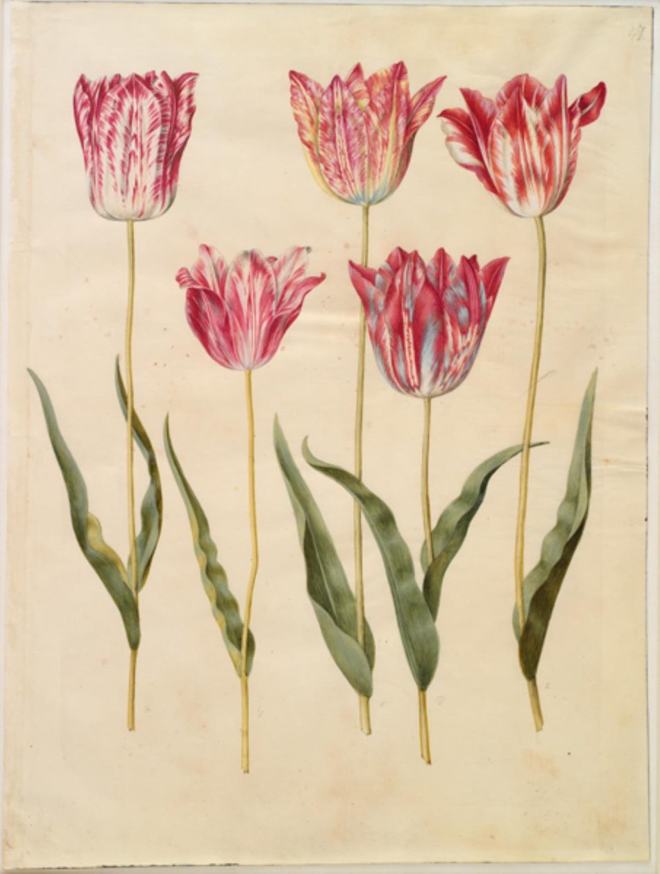 Tulipa gesneriana (have-tulipán) alkotó: Hans Simon Holtzbecker