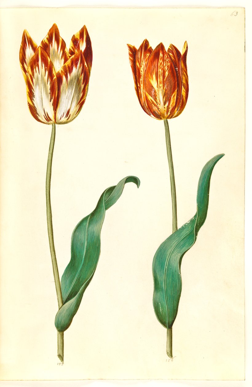 Tulipa gesneriana (have-tulipán) alkotó: Hans Simon Holtzbecker