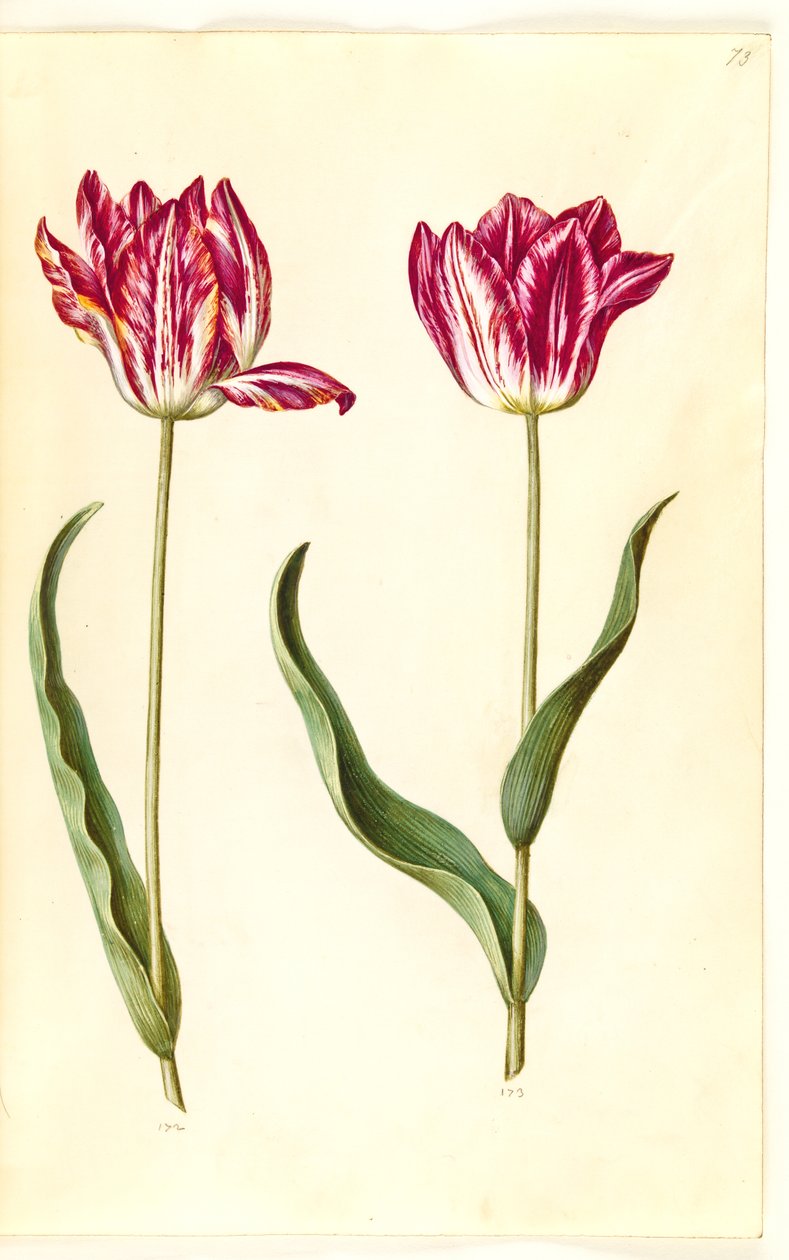 Tulipa gesneriana (have-tulipán) alkotó: Hans Simon Holtzbecker