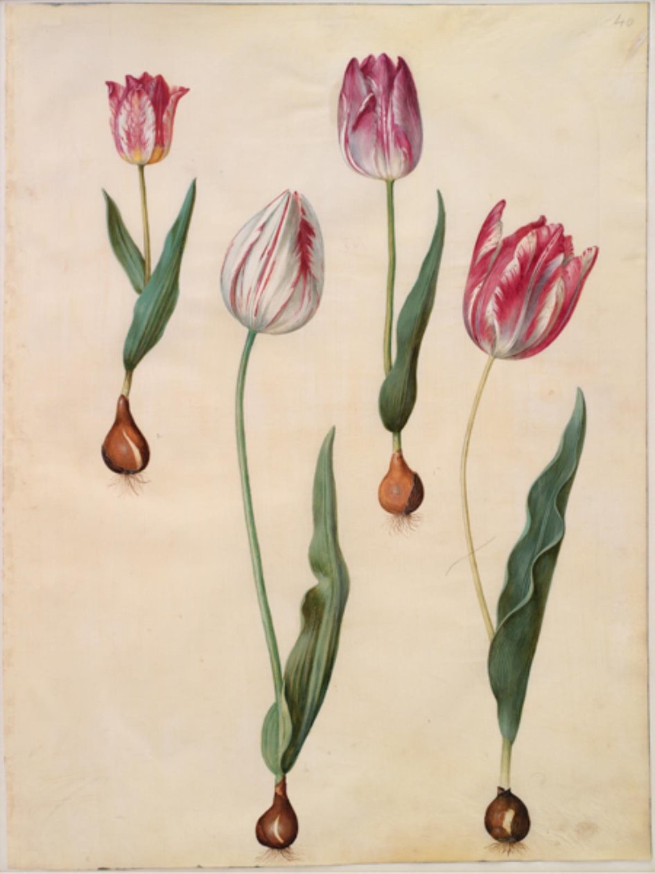 Tulipa gesneriana (have-tulipán) alkotó: Hans Simon Holtzbecker