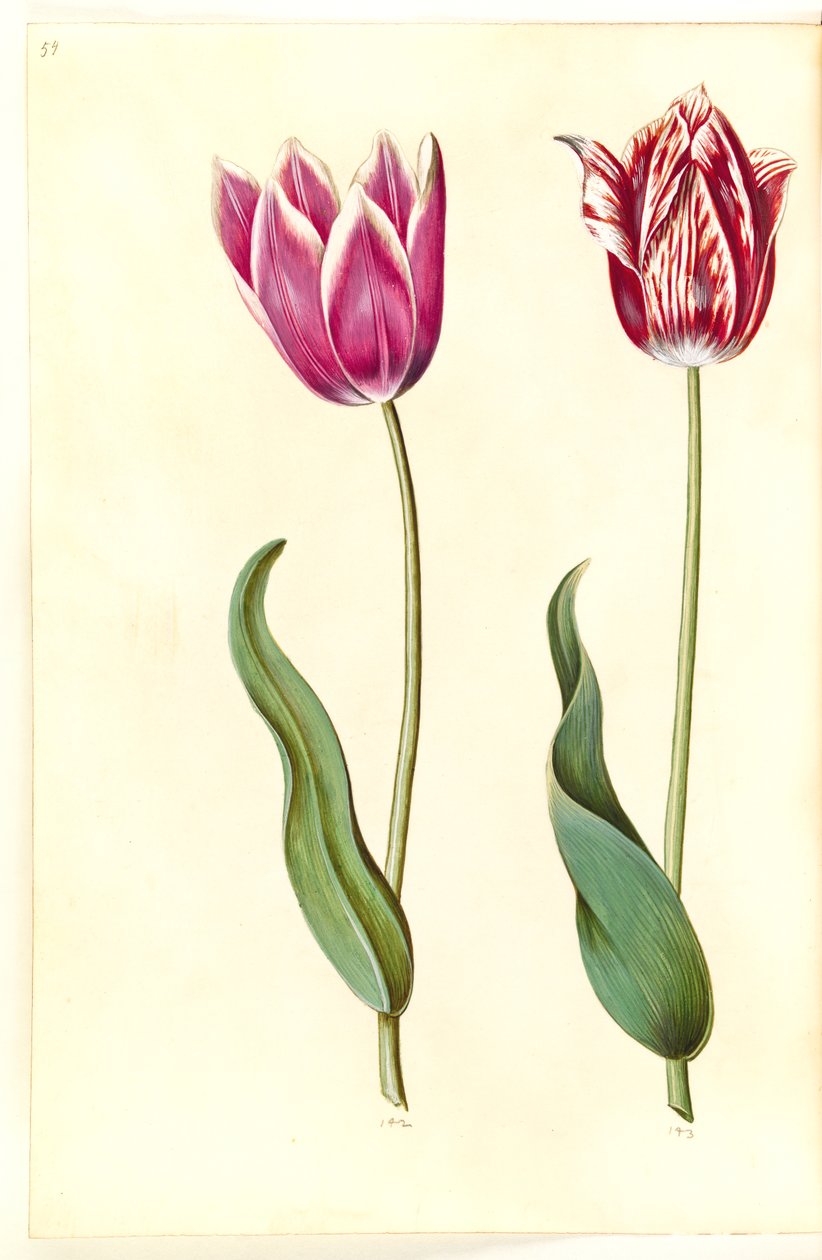 Tulipa gesneriana (have-tulipán) alkotó: Hans Simon Holtzbecker