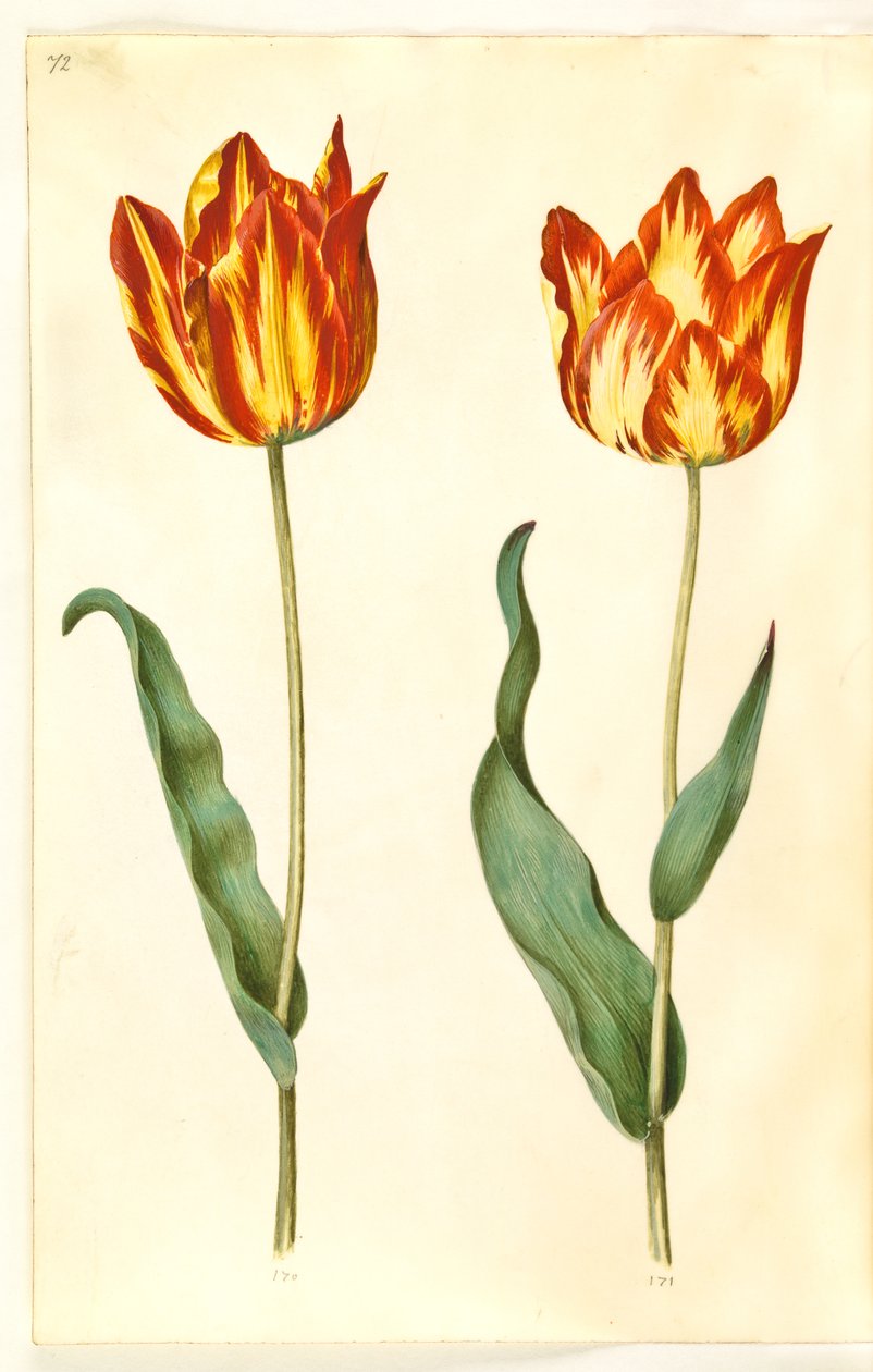 Tulipa gesneriana (have-tulipán) alkotó: Hans Simon Holtzbecker