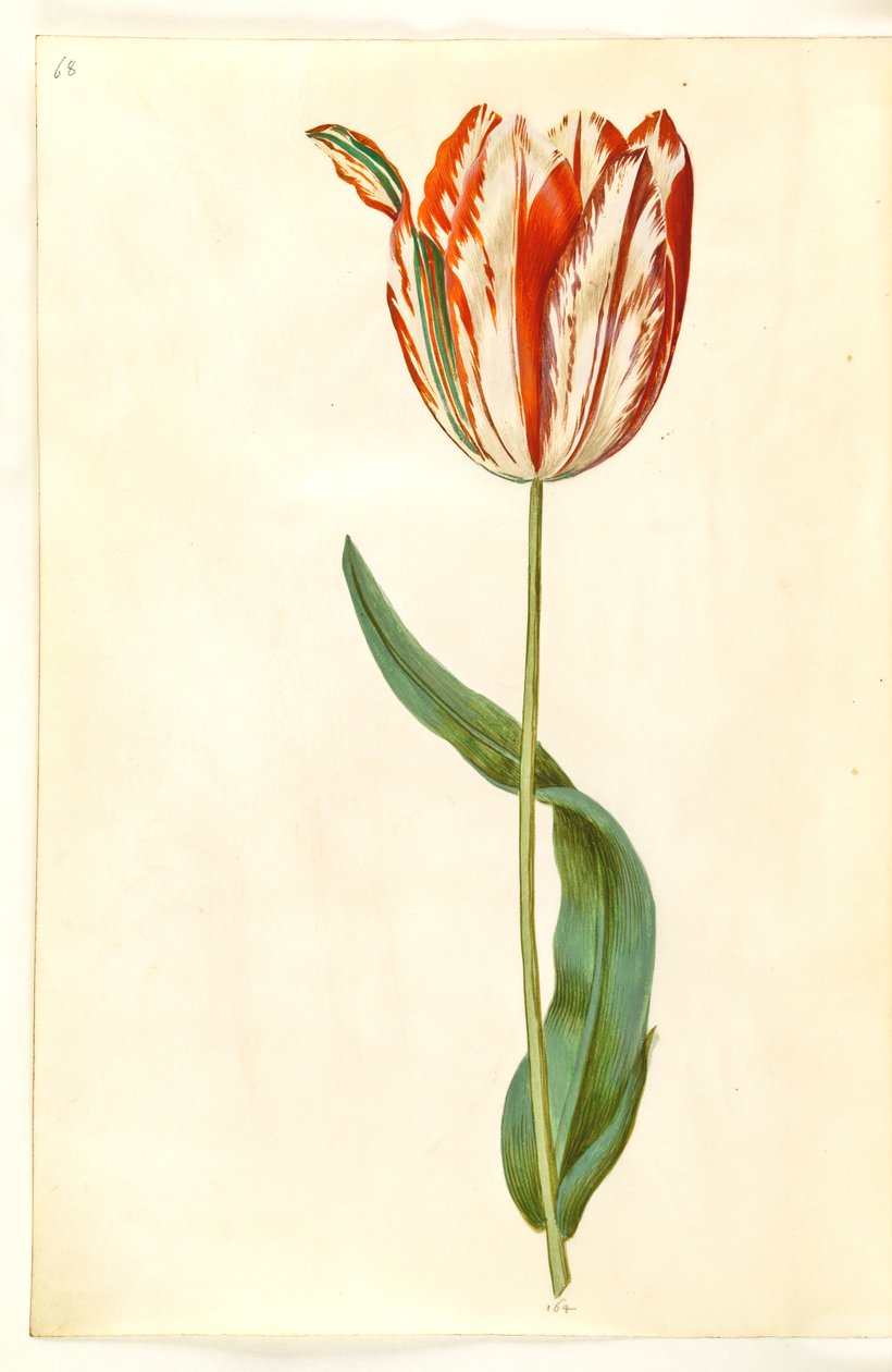 Tulipa gesneriana (have-tulipán) alkotó: Hans Simon Holtzbecker