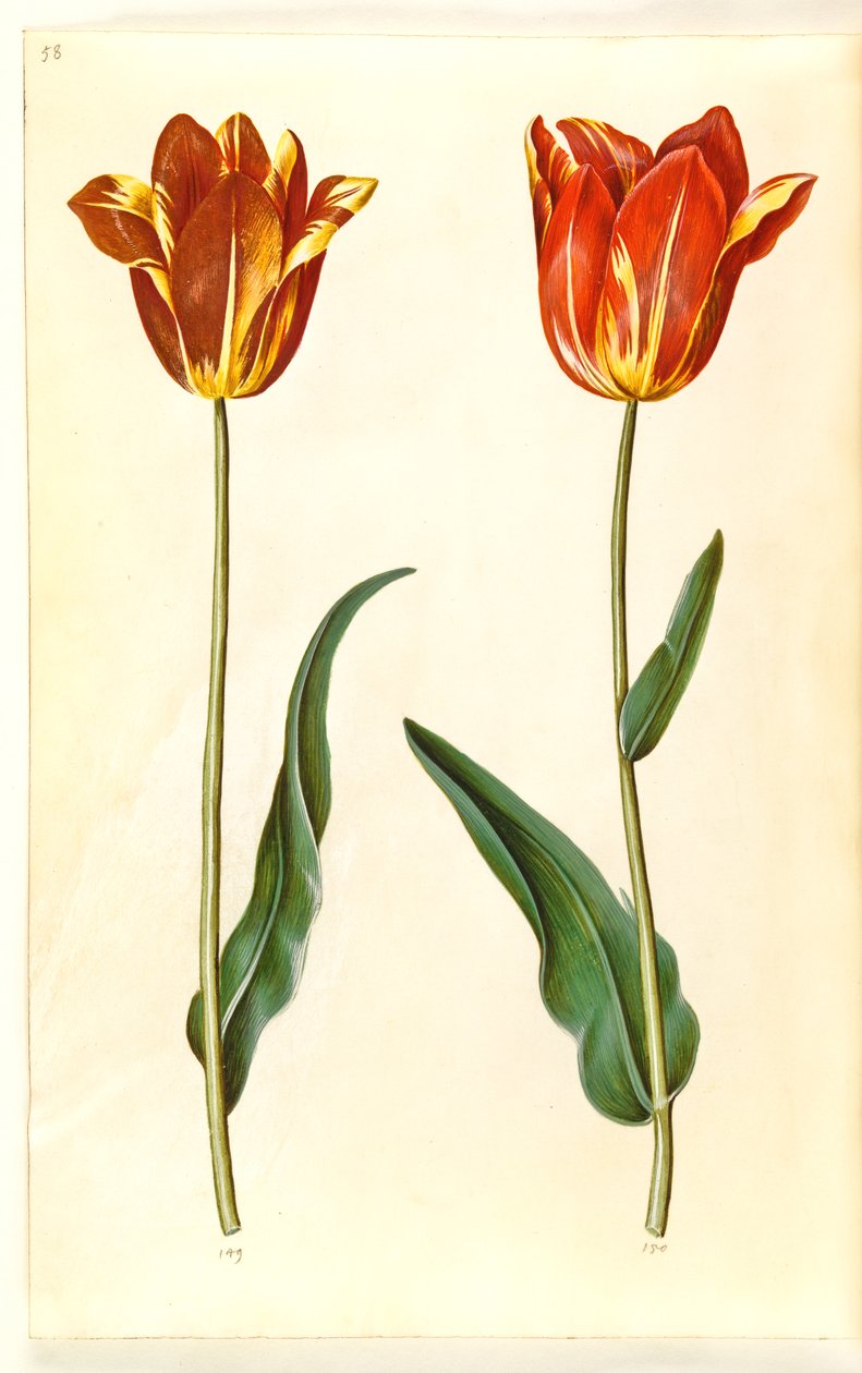 Tulipa gesneriana (have-tulipán) alkotó: Hans Simon Holtzbecker