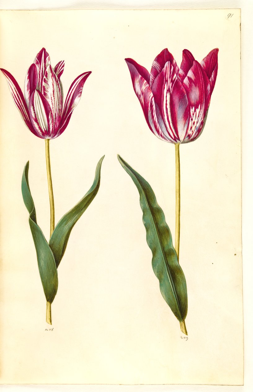 Tulipa gesneriana (have-tulipán) alkotó: Hans Simon Holtzbecker