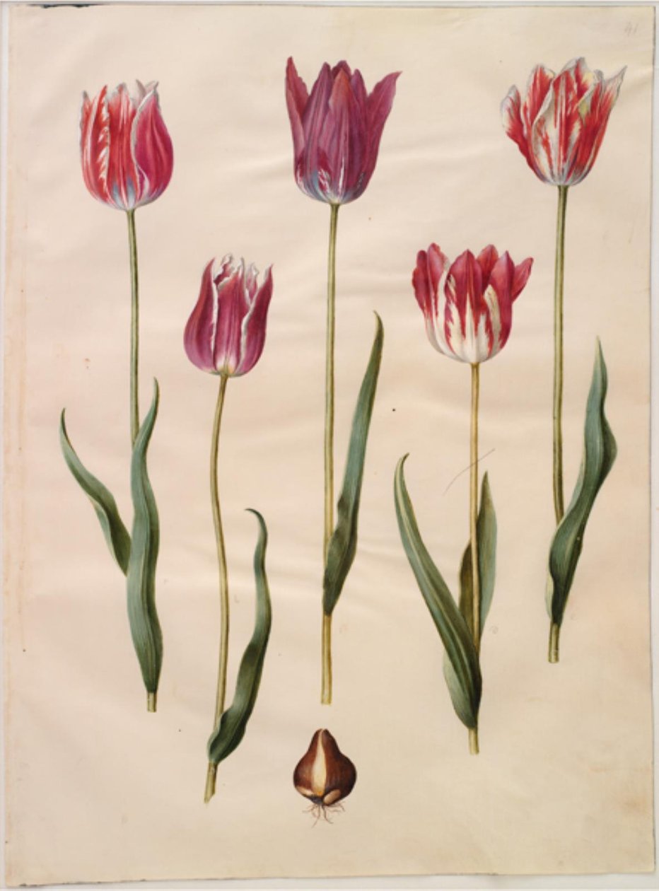 Tulipa gesneriana (have-tulipán) alkotó: Hans Simon Holtzbecker