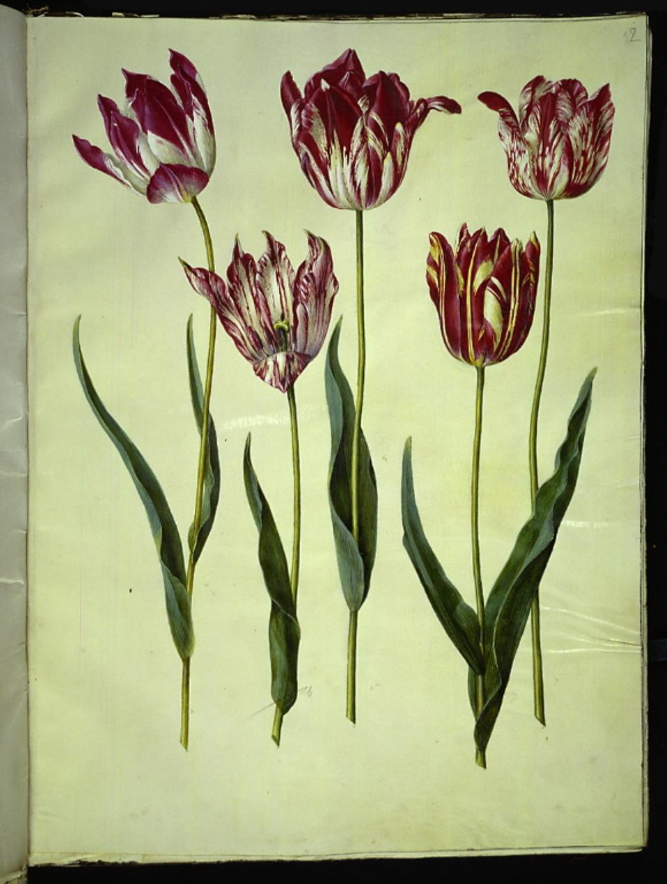 Tulipa gesneriana (have-tulipán) alkotó: Hans Simon Holtzbecker