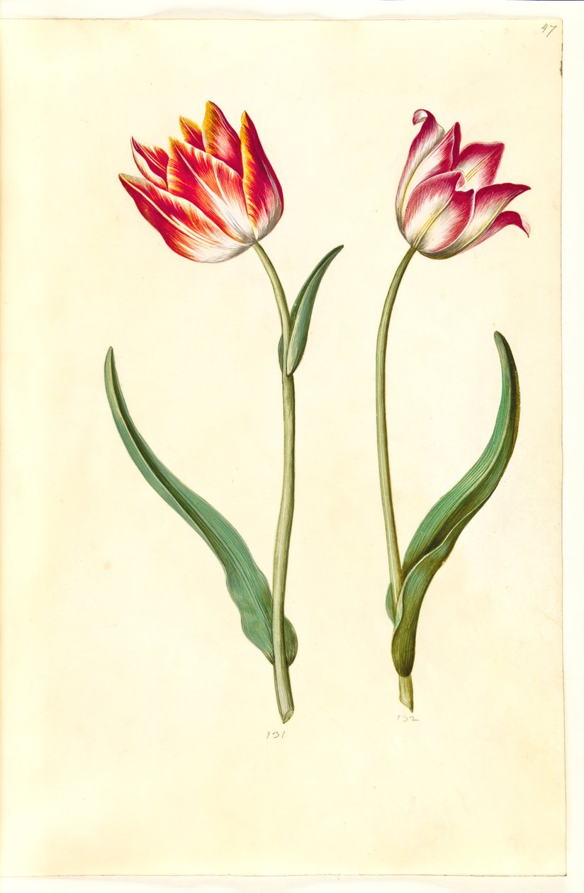 Tulipa gesneriana (have-tulipán) alkotó: Hans Simon Holtzbecker