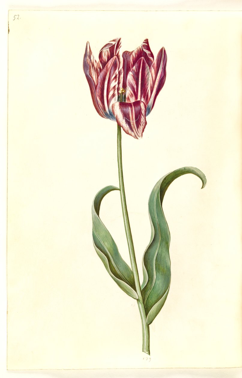 Tulipa gesneriana (have-tulipán) alkotó: Hans Simon Holtzbecker