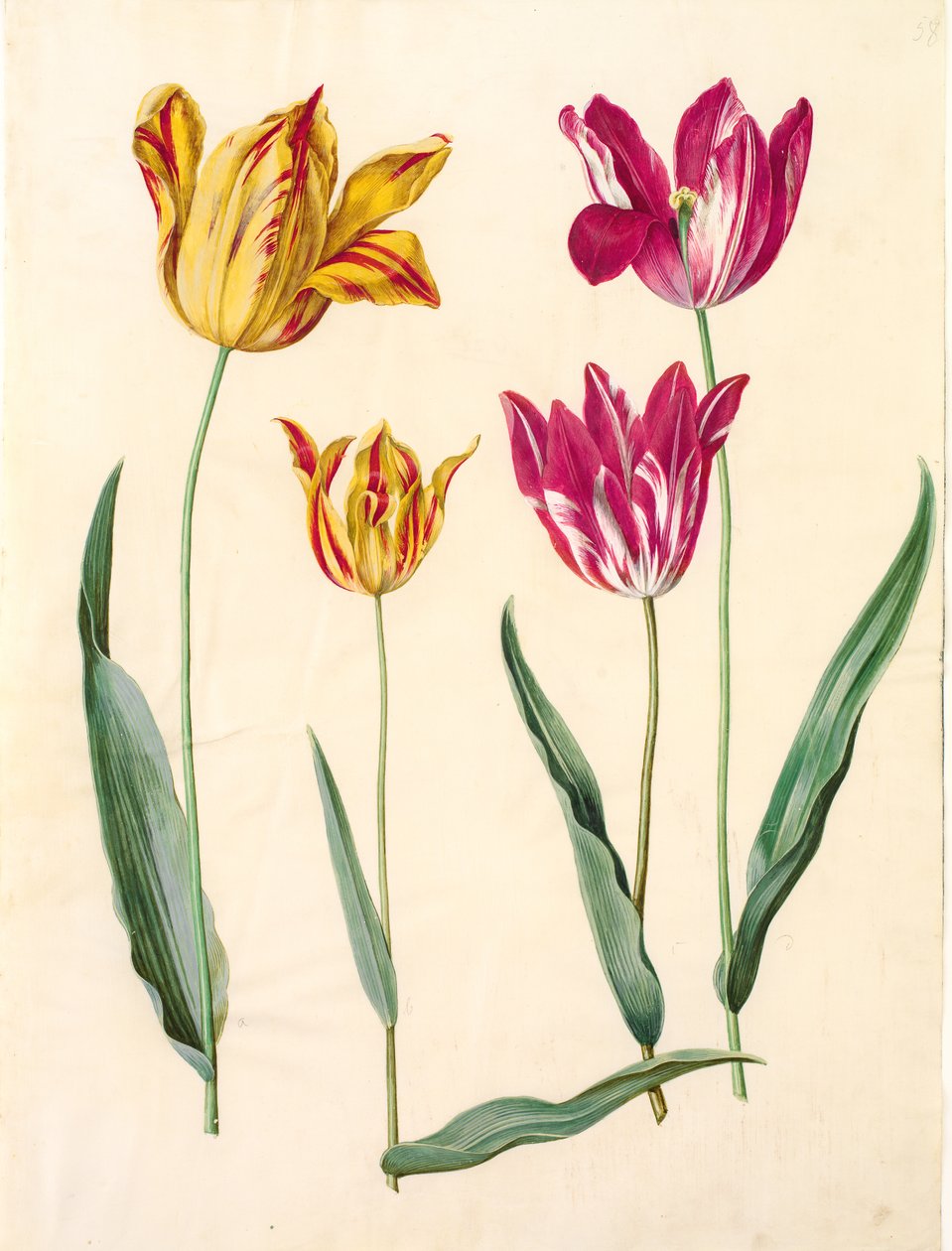 Tulipa gesneriana (have-tulipán) alkotó: Hans Simon Holtzbecker