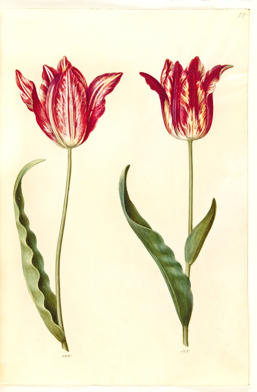 Tulipa gesneriana (have-tulipán) alkotó: Hans Simon Holtzbecker