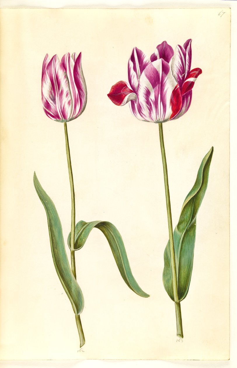 Tulipa gesneriana (have-tulipán) alkotó: Hans Simon Holtzbecker