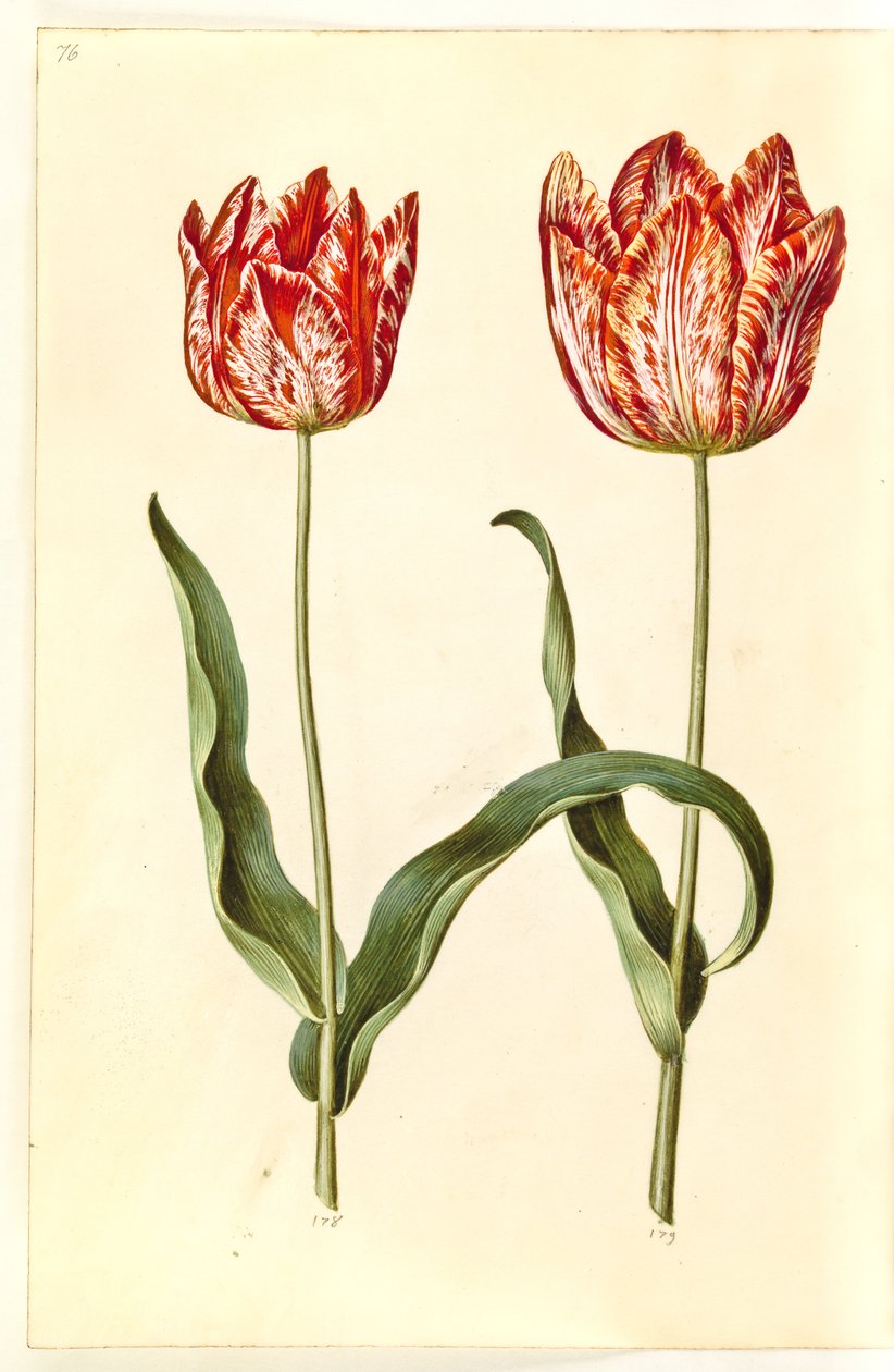 Tulipa gesneriana (have-tulipán) alkotó: Hans Simon Holtzbecker