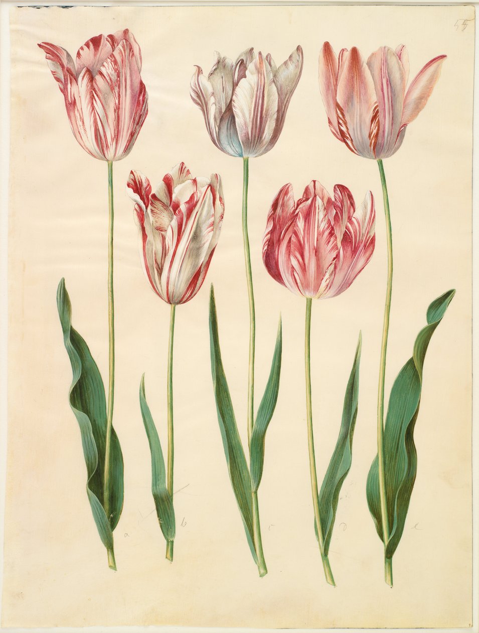 Tulipa gesneriana alkotó: Hans Simon Holtzbecker