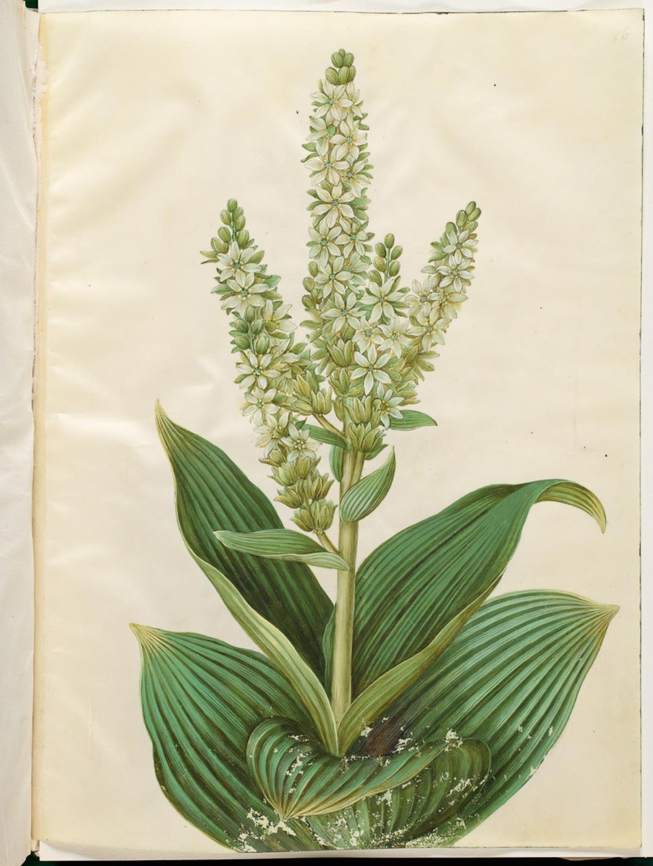 Veratrum album (fehér összecsukható levél) alkotó: Hans Simon Holtzbecker