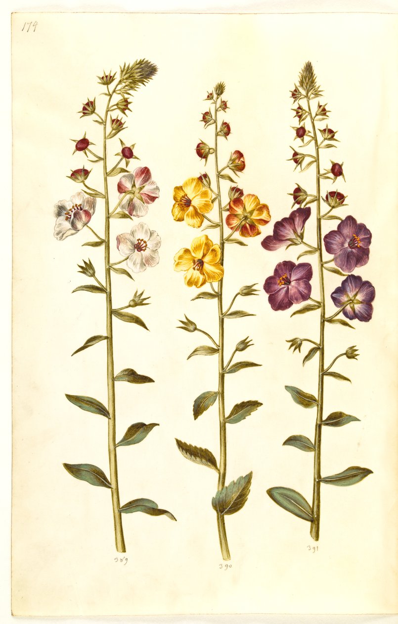 Verbascum blattaria (klase-kongelys); föníciai verbascum (lila-congelys) alkotó: Hans Simon Holtzbecker