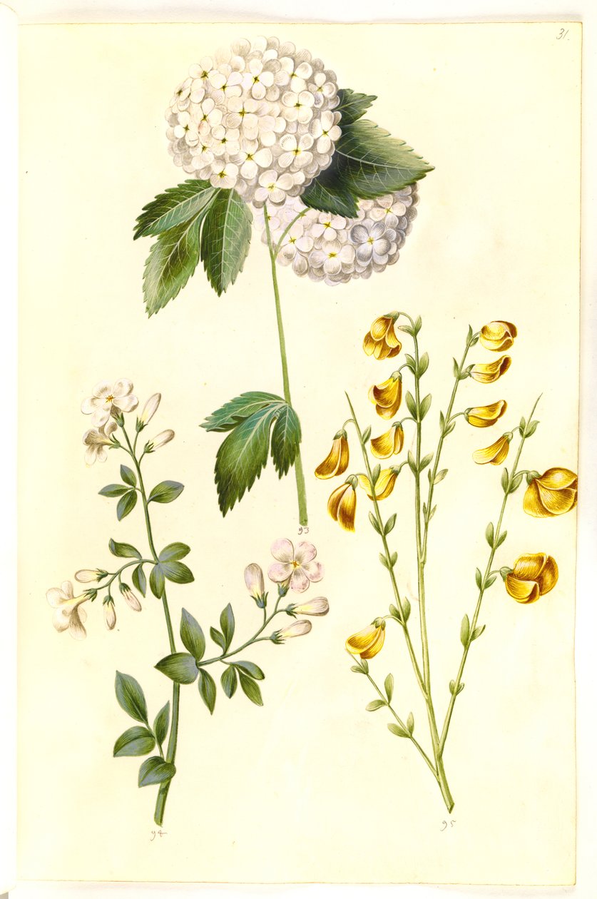 Viburnum opulus (közönséges hógolyó); Jasminum officinale (Jázmin); Cytisus scoparius (közönséges seprű) alkotó: Hans Simon Holtzbecker