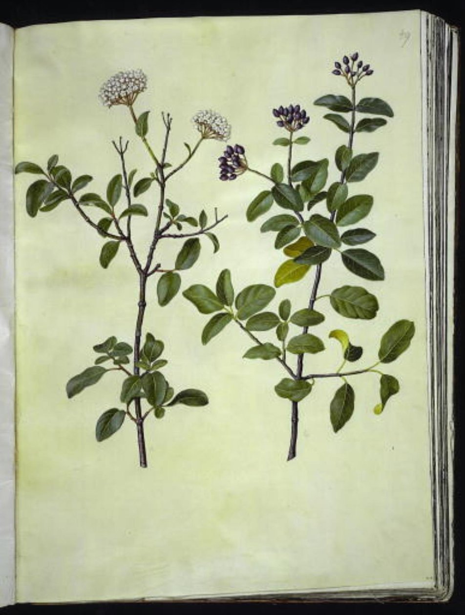 Viburnum tinus (téli hógolyó) alkotó: Hans Simon Holtzbecker