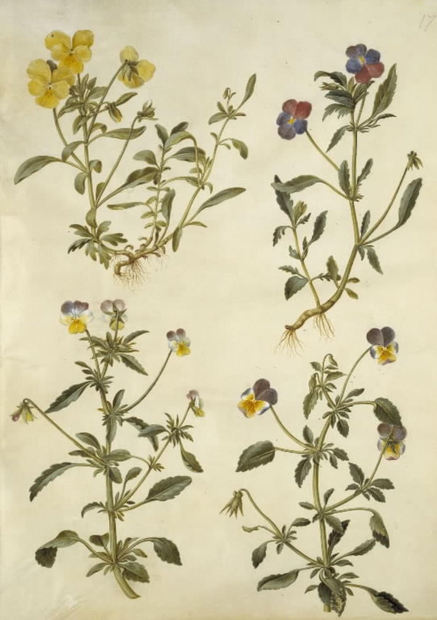 Viola cornuta (szarv-ibolya); Viola tricolor (közönséges árvácska) alkotó: Hans Simon Holtzbecker