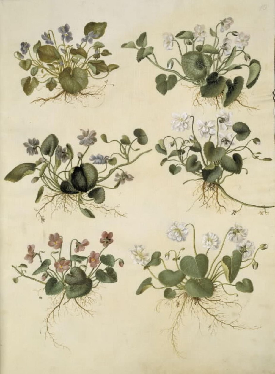 Viola odorata (marts-brácsa) alkotó: Hans Simon Holtzbecker