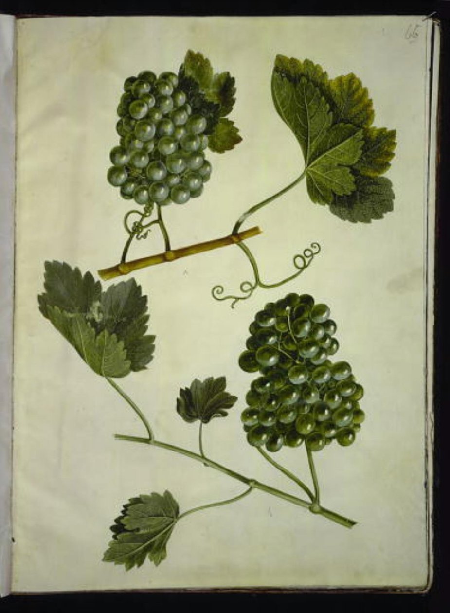 Vitis vinifera (közönséges bor) alkotó: Hans Simon Holtzbecker