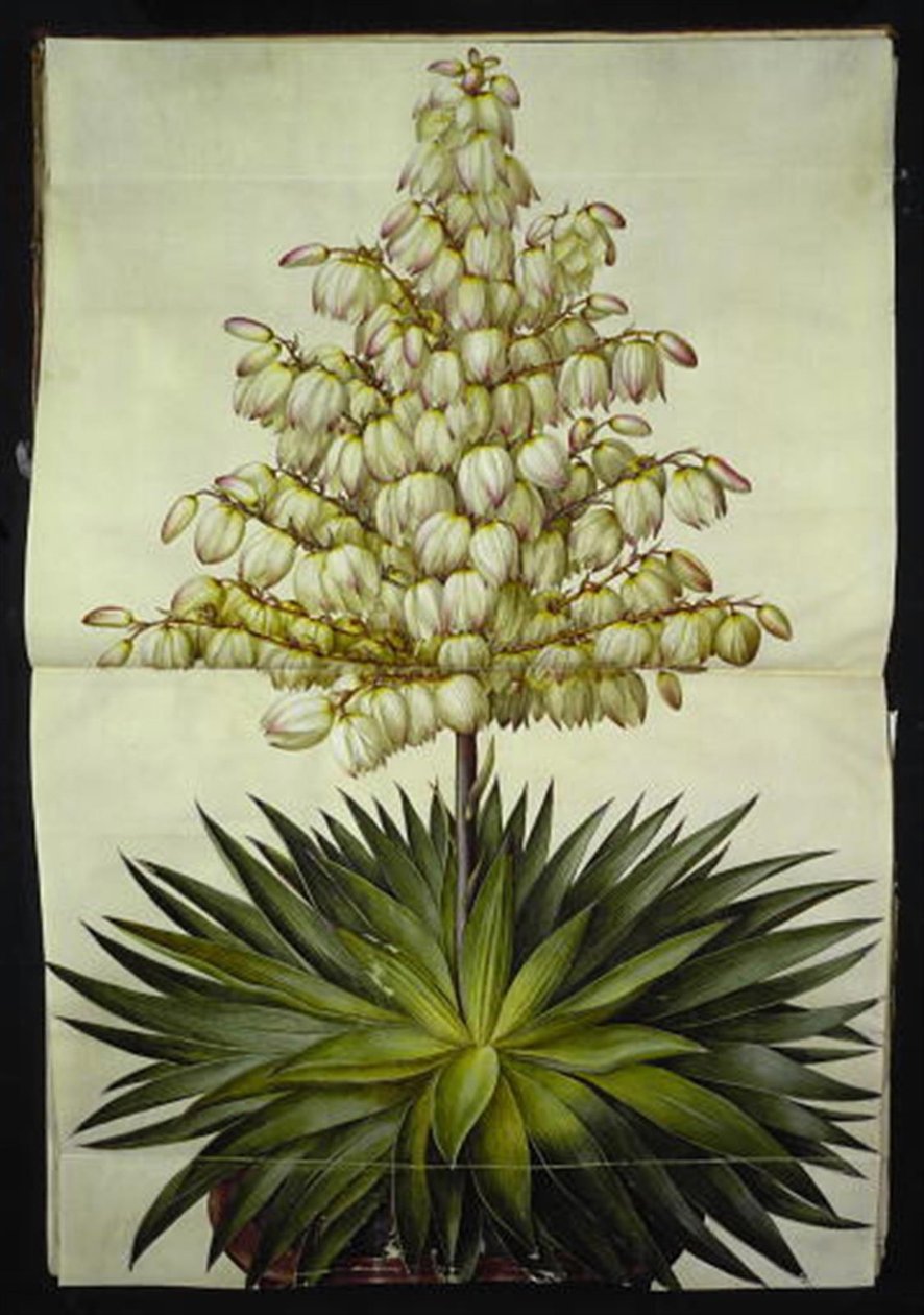 Yucca gloriosa (pompás pálmavirág) alkotó: Hans Simon Holtzbecker