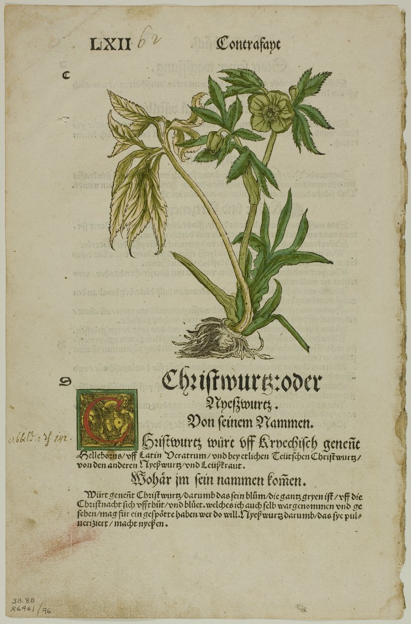 Christwurz (Hellebore) a Herbáriumból (Kräuterbuch), 96. tábla a XVI. századi könyvek fametszeteiből alkotó: Hans Weiditz, II