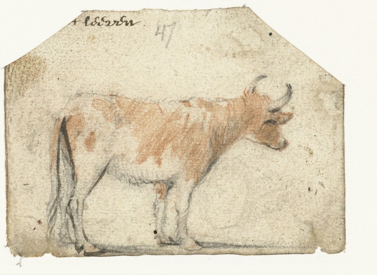 Tehén, oldalról alkotó: Harmen ter Borch