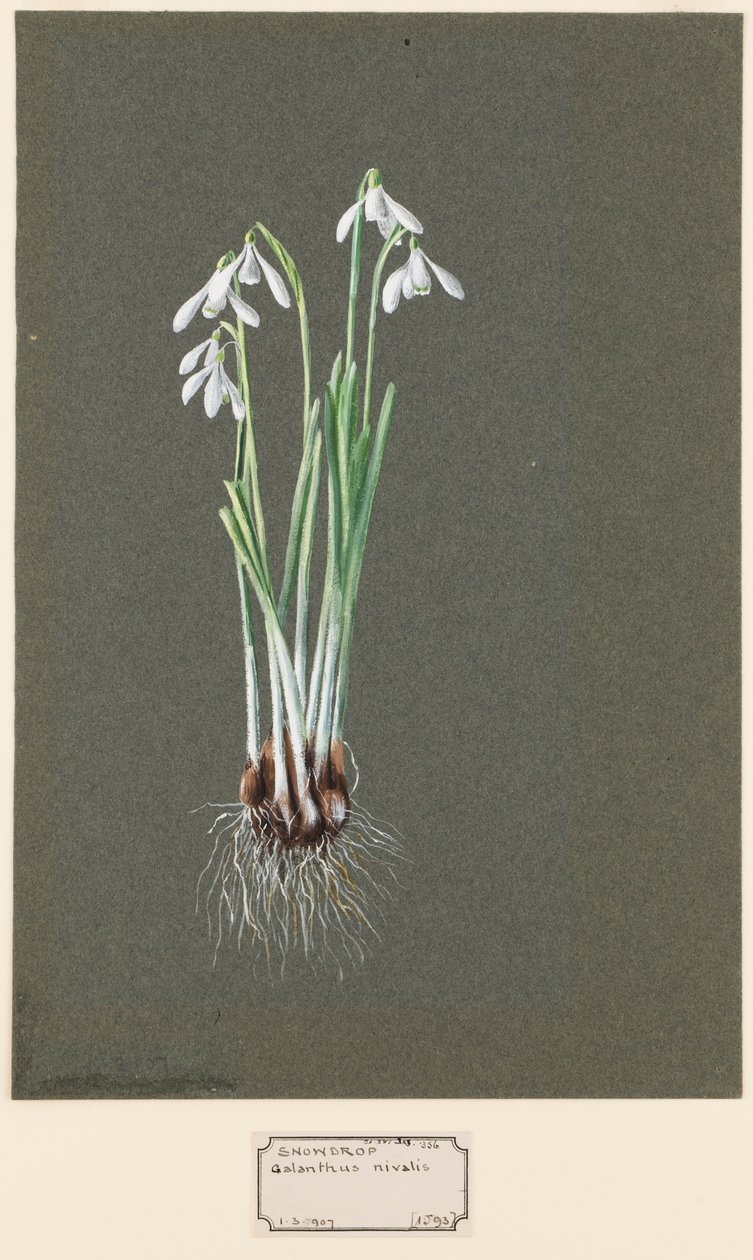 Galanthus nivalis L. Hóvirág, c1903-1915. alkotó: Harold Drinkwater