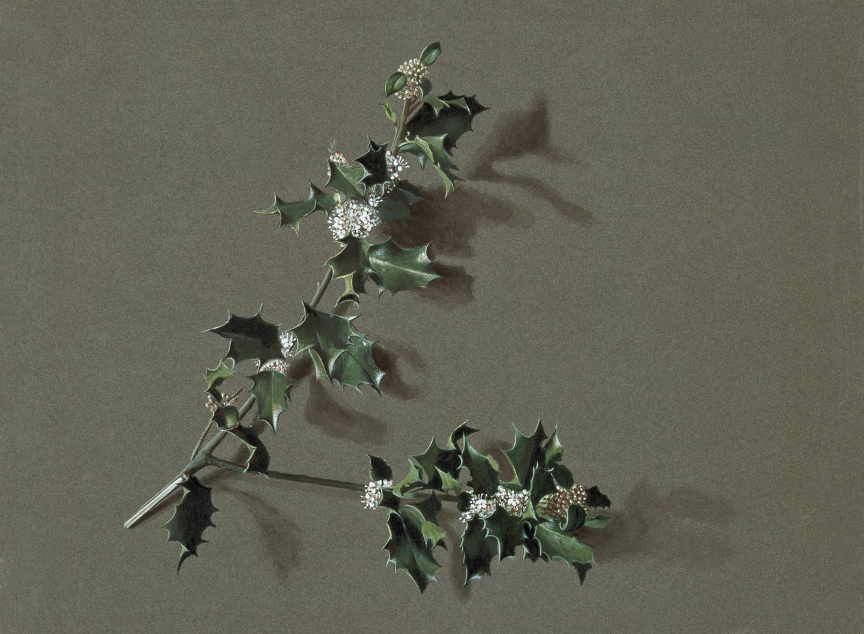 Ilex aquifolium L. Common Holly, c1870-1920. alkotó: Harold Drinkwater