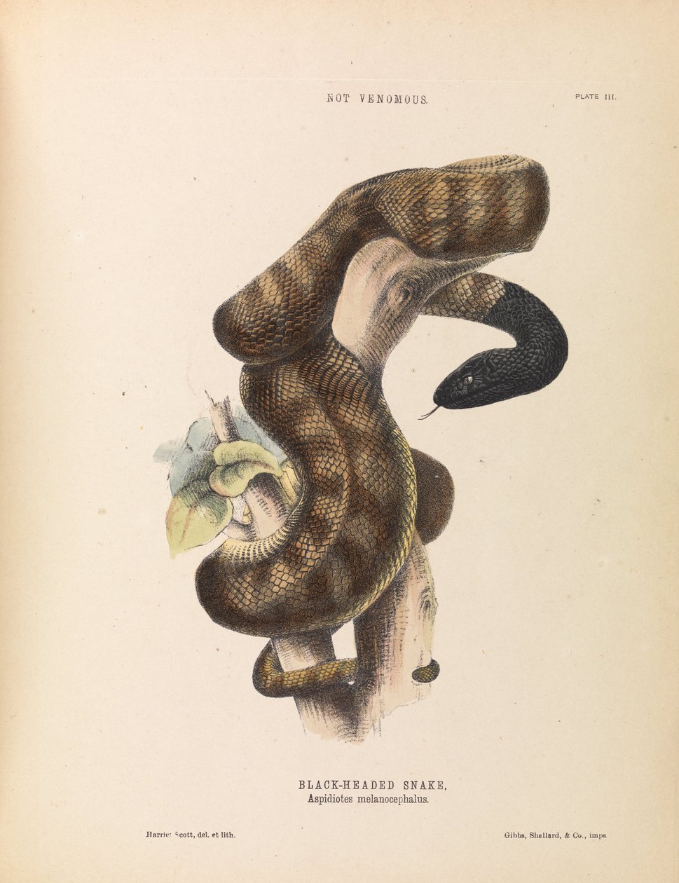 Feketefejű kígyó, Aspidiotes melanocephalus alkotó: Harriet Scott