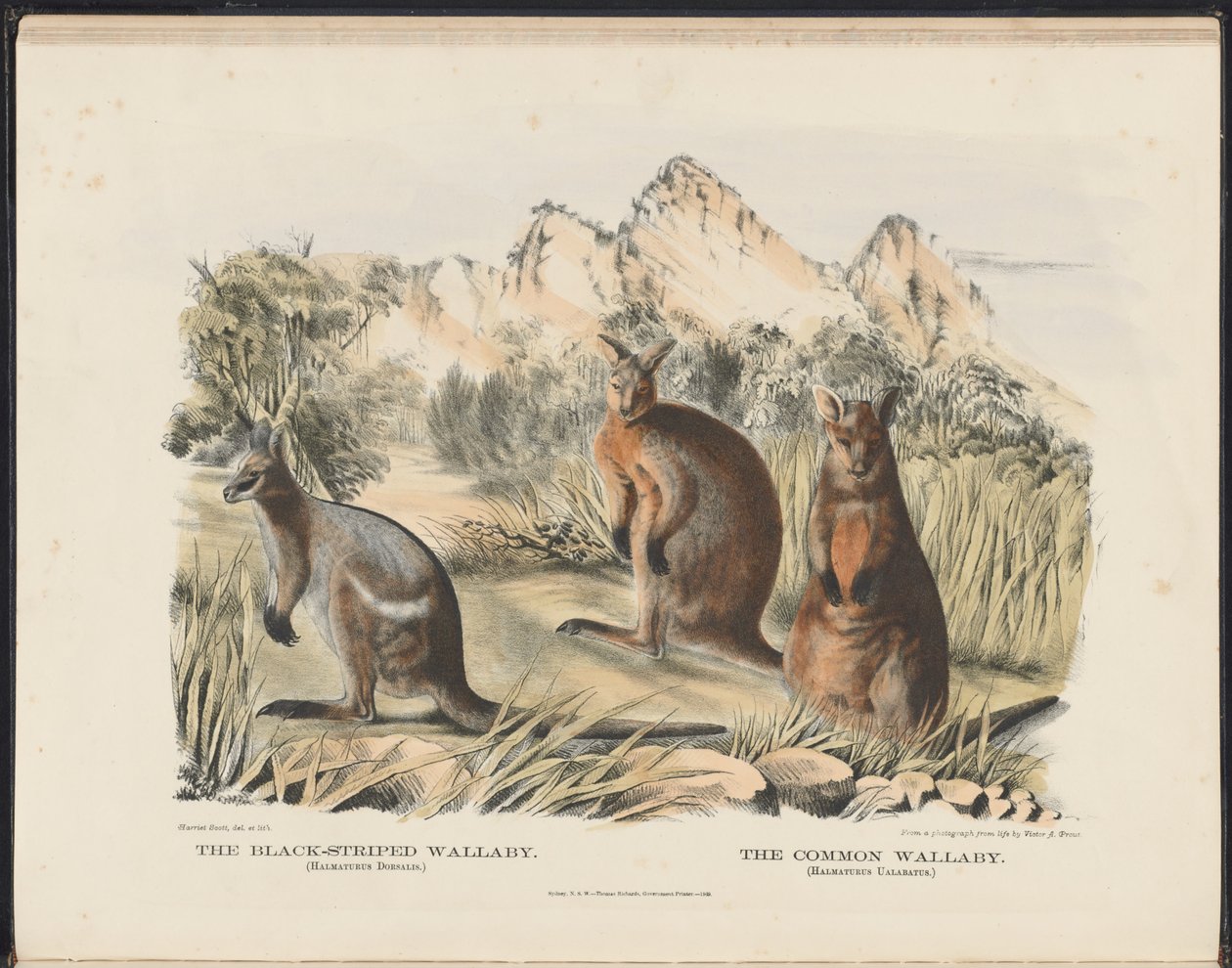 Ausztráliai emlősök (Krefft) Nla.obj-33627803-13 A fekete csíkos Wallaby és a közönséges Wallaby alkotó: Harriet Morgan