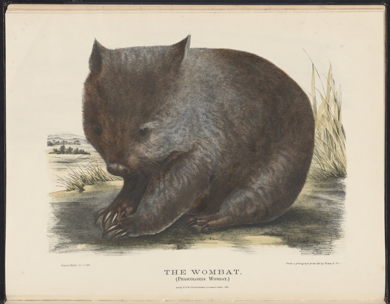 Ausztrál emlősök (Krefft) Nla.obj-33627803-6 The Wombat alkotó: Harriet Morgan
